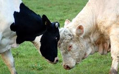 karen sutton logo pic